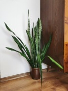 Sansevieria Zeylenica 118cm