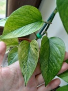 Epipremnum jessenia pędówka