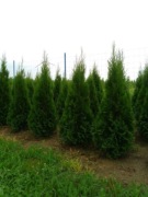 Sprzedam Tuja Szmaragd