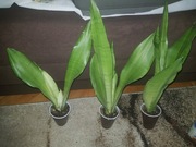Sansevieria sansewieria trifasciata Moonshine 