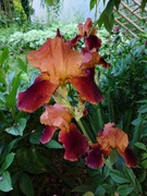 Irysy olbrzymie dwa kolory