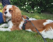 Reproduktor Cavalier King Charles Spaniel blenheim