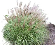 Trawa Miscant Yaka Dance 2L