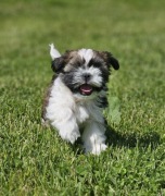 Shih Tzu szczeniaki rodowodowe