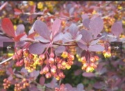 Berberys Superba sadzonka 