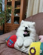 Samojed FCI Samoyed. Gotowe do odbioru