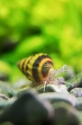 Ślimak Helenka (Anentome Helena) wrocław