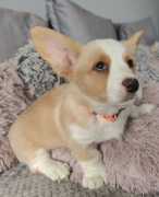 Corgi Cardigan suczka- 27 lat hodowli Rivulus FCI ZKwP 