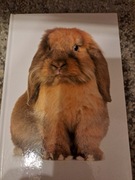 #153 Zeszyt, 96, krata, królik