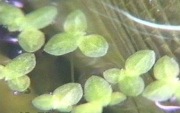 Lemna minor Rzęsa wodna do akwarium, terrarium.