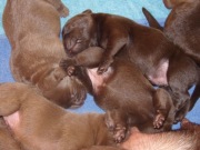 Labrador czekoladowy   rodowodowy ZKwP/FCI/