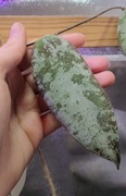 Hoya cauduta silver