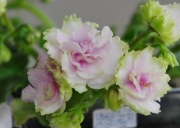 Fiołek afrykański sadzonka Morgan's Difters Rose