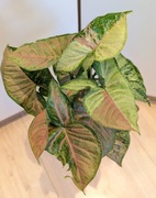 Syngonium Confetti Tricolor oraz pink flecked - sadzonka cięta
