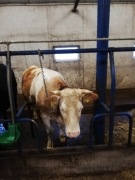 Jałówka wysokocielna SIMENTAL