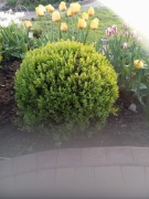 Bukszpan zimozielony