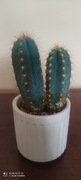 Pilosocereus azureus - NIEBIESKI KAKTUS kolumnowy
