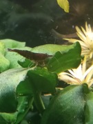 Krewetki do akwarium