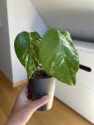 Monstera Variegata