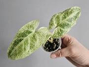 Syngonium Batik Mint Variegata w gruzie hydroponika 