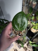 hoya sarawak cream | sadzonka rosnąca