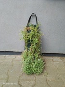 Rogownica kutnerowata w worku 