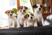 Jack russell terrier szczeniaki z rodowodem