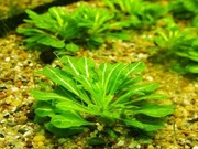 Samolus zielony, prześliczny, odporny na 1 plan, bez co2. 