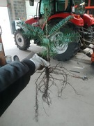 Jodła kaukaska 5 sztuk