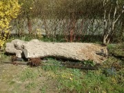 ścięte drzewo << KLON>> 3 lata temu na podkładce