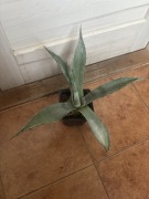 Agave, agawa,,americana” duża roślinka wyprzedaż
