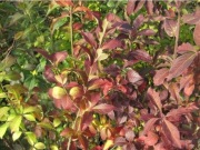 Trzmielina pospolita zwyczajna Euonymus europaeus p9