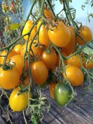 Pomidor Citrinia Żółty 