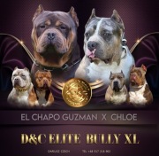 American Bully XL