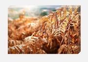 Foto-obraz na płótnie 60*40cm