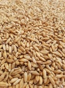 pszenżyto 65, jęczmień 70