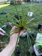 tillandsia stricta oplatwa
