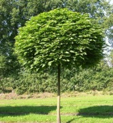 Katalpa 'Nana', Catalpa, Surmia szczepione na 1,5m - 2,3m
