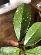 Hoya Carnosa różowa