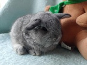 Mini Lop króliki miniaturki o łagodnym charakterze