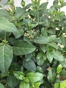 Kalina na nodze kwitnąca od jesieni do wiosny Eve Price