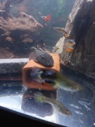 Glonojad, zbrojnik samce 