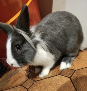 Królik i klatka + reszta rzeczy 