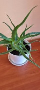 Aloes drzewiasty Aloes leczniczy w doniczce  17 cm jak u babci