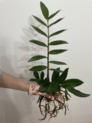 Zamiokulkas zamiolistny