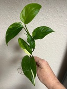 Monstera Adansonii Sp. Laniata Variegata ukorzeniona sadzonka