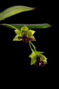 Storczyk orchidea Dendrobium convolutum unikat rarytas rzadki