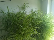 Zielistka Szczepki rośliny 