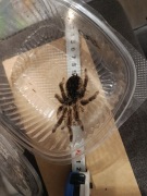 Ptasznik Tlictocactl Albinoceps (Nicaragua) samica ok. 4,5 DC