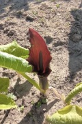 Typhonium Giganteum bulwa około 1,3-1,5 cm